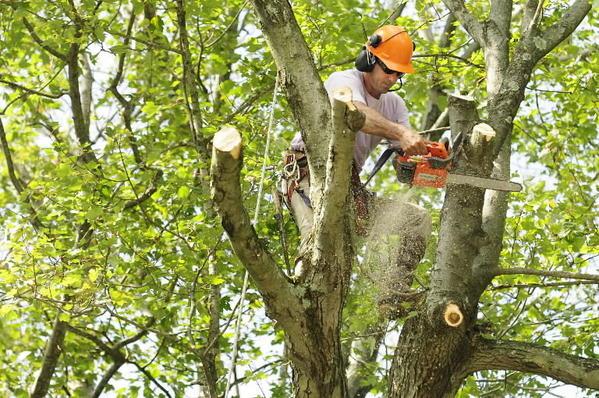Top 10 Signs It’s Time to Prune Your Tree